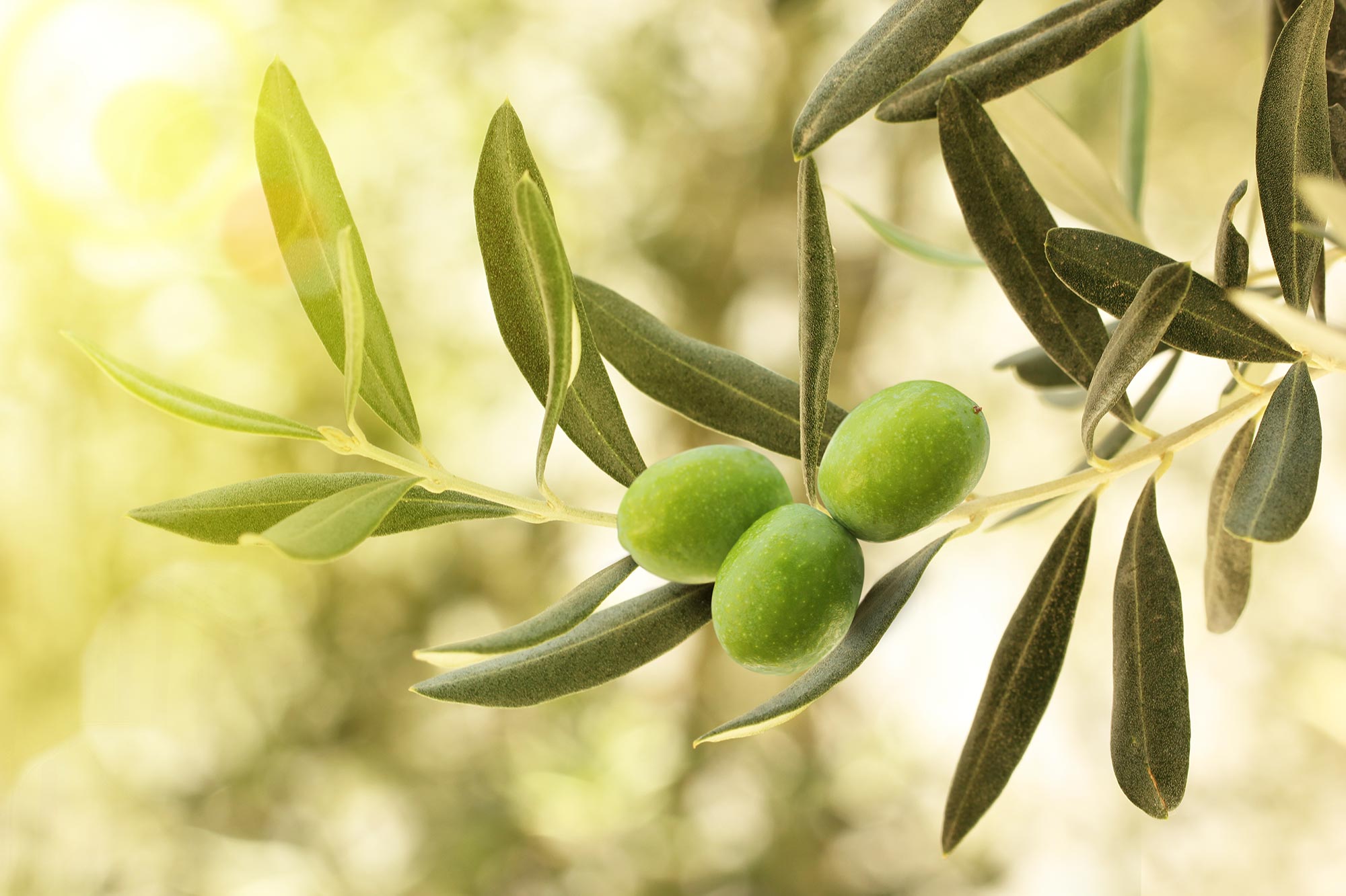 <aside>Intelligent Agriculture</aside> services to improve the economic <aside>efficiency</aside> of olive cultivation.